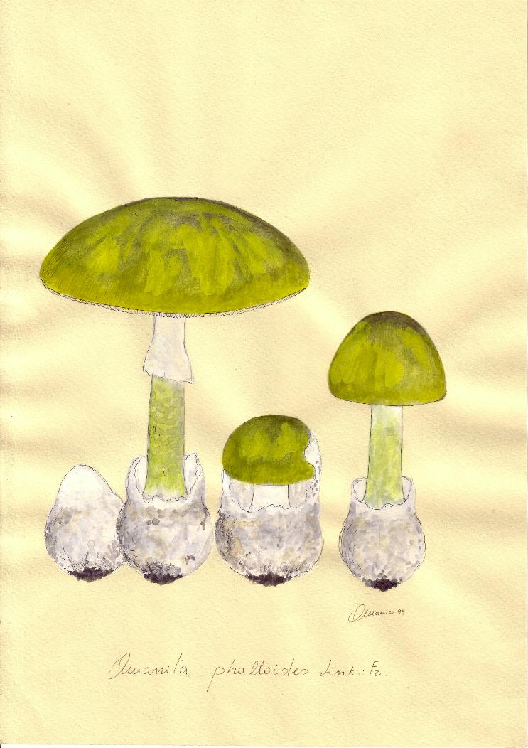 Amanita phalloides (Fr.) Link